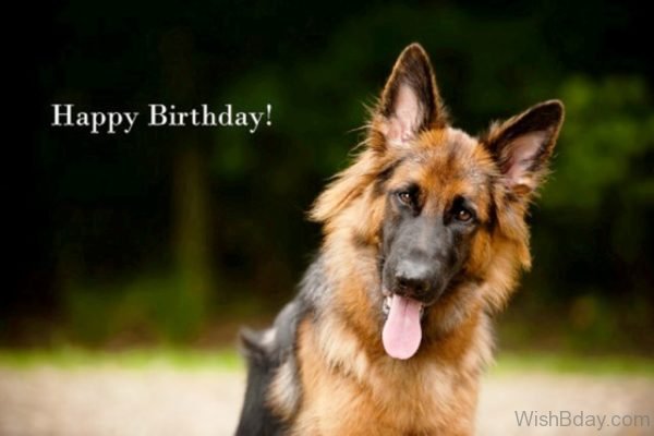 Happy Birthday Wishes With Dog Pic