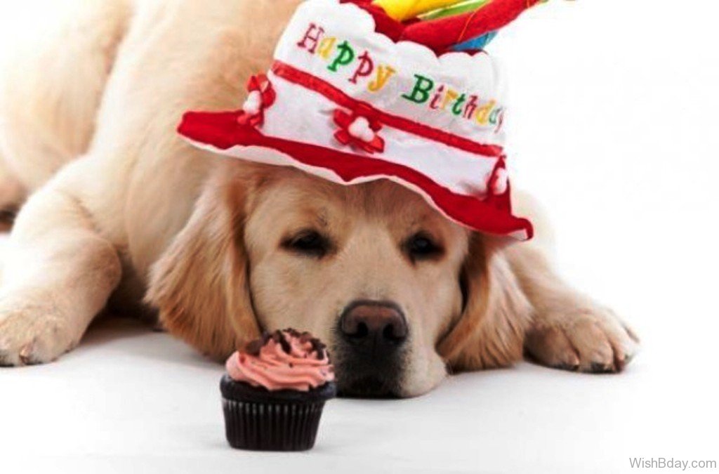 С днем рождения картинки с собачкой. День рождения собаки. С днём рождения собачки. С днем рождения щенок. Собака поздравляет с днем рождения.